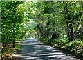 Minor road in woods near Bream