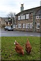 "Hare and Hounds"...and hens in Dore