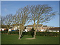 Trees in Saltdean Park