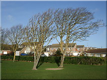 TQ3802 : Trees in Saltdean Park by Paul Gillett
