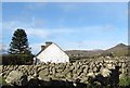 Traditional farm workers cottage with a monkey puzzle tree in the garden