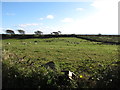 Grazing sheep at St Pious Hill Upper, Annalong