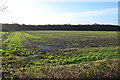 Winter Crops near Aldington Frith