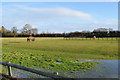 Waterlogged Paddocks at Chequertree