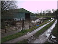 Charolais cattle, Fox Mill Farm, Purton