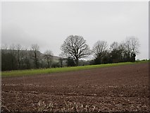 SO6280 : Field, Silvington by Richard Webb