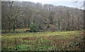 Woodland in the lower Garw Valley