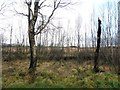 H5170 : Scorched trees, Deroran by Kenneth  Allen