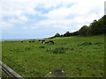J4482 : Cattle grazing alongside the North Down Coastal Path near Helen's Bay by Eric Jones