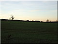 Farmland, Thorntree Farm