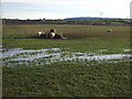 Grazing, Low Moor Farm