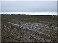 Farmland, Preston-on-Tees