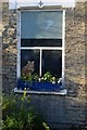 Cat in the window