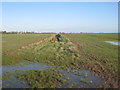 Field boundary near Withern