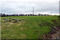 Electricity Poles in the field, with some spares in the foreground