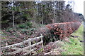 Hedge and plantation by the lane