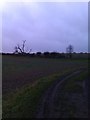 Fallen Tree near Blackwater Wood