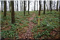 Footpath in Brick Kiln Covert