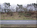 Trees next to Ayr By-Pass