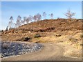 Car parking area for the forestry walks in Fearnoch Forest