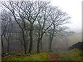 Wooded clough on a misty day