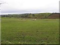 Sheep, Cavan