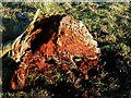 NT5338 : A rotting tree stump on Easter Hill by Walter Baxter
