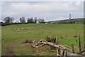 Mid Devon : Countryside Scenery & Sheep