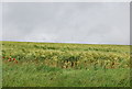 SX8143 : Barley field by N Chadwick
