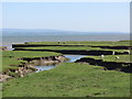 SD4077 : Sheep grazing on mud flats, Grange over Sands by Colin Park