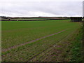 SY8296 : Wheat field near Bere Down by Nigel Mykura