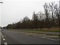 Trees along North Cray Road, Old Bexley