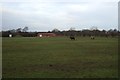 Grazing off the A67