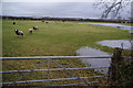 Sheep and a flooded field