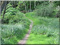 The River Ayr Way, east of Sorn