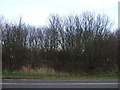 Trees beside Yarm Back Lane