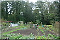 Allotments, Shere