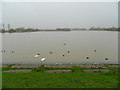 Birds on Abberton Reservoir