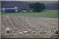 Sheep in stubble above Linksholm, Rattray