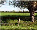 Pasture at Baldwins, Upper Framilode