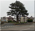 Towering tree at the western end of North Walk, Barry