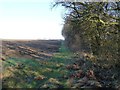 The western edge of Moss Carr Wood