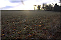 Field beside Loch of Kinnordy