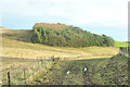 Small wood and farmland near Durdie