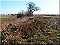 Game bird cover near the Three Shires Way