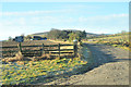 NO5469 : Farm road to Newbigging Farm by Steven Brown