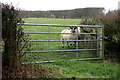 SP9827 : Field entrance with some curious sheep by Philip Jeffrey