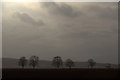 Winter trees near Meigle