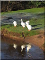 Geese by Mill Brook, Lower Ellastone