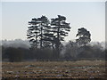 SK1141 : Silhouette of pine trees, east of Riverside Doveleys by Colin Park